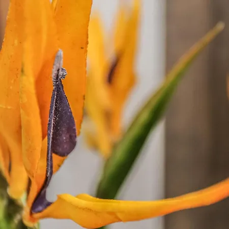 Apartamento Tonka - Two Bedroom - St Supetar